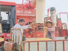 从田间到车间的丰收“接力”——山东夏日农业